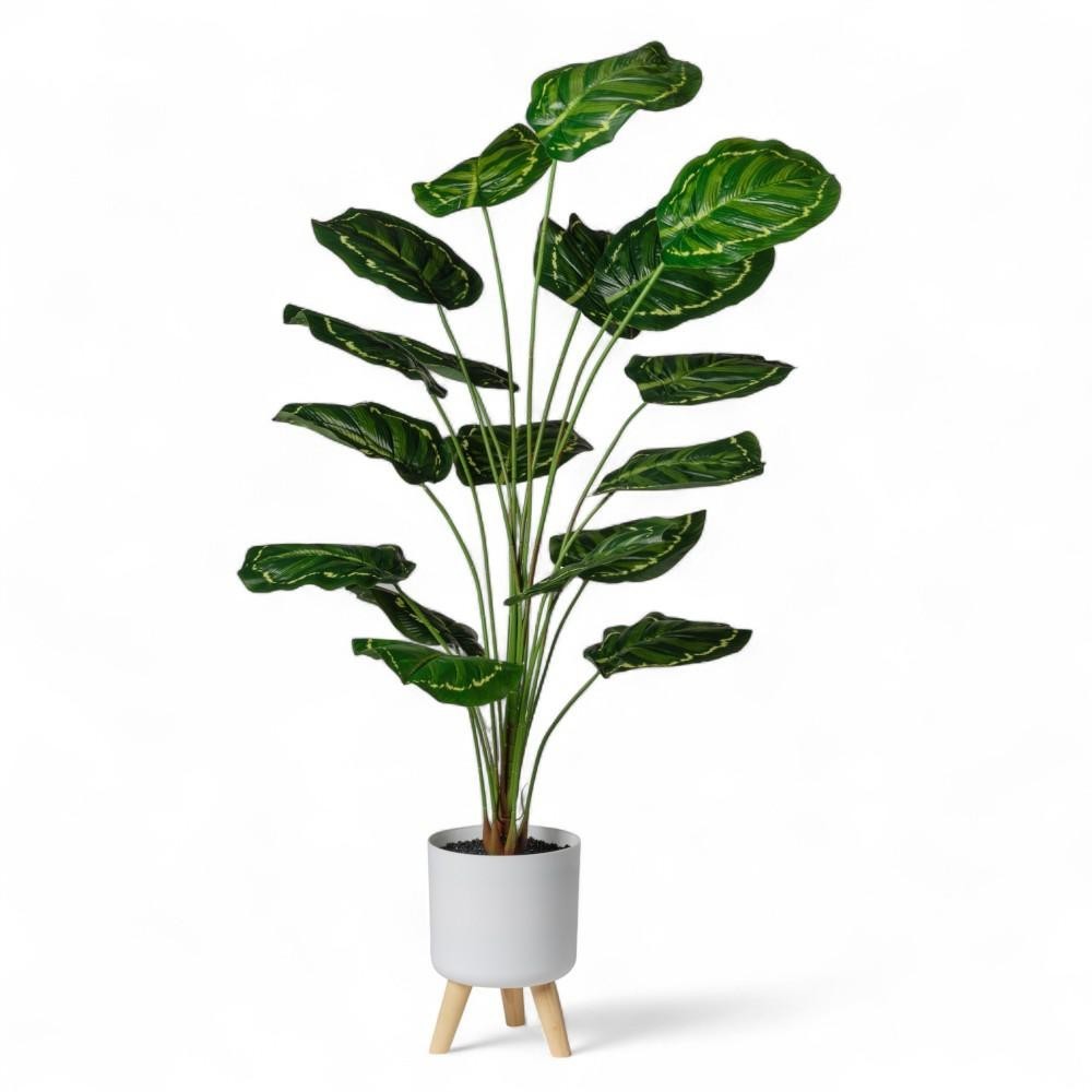 CALATHEA IN VASO H120 CON 18 FOGLIE